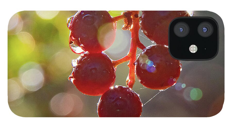 Choke Cherries iPhone 12 Case featuring the photograph Rain Drops On Choke Cherries by Gary Beeler