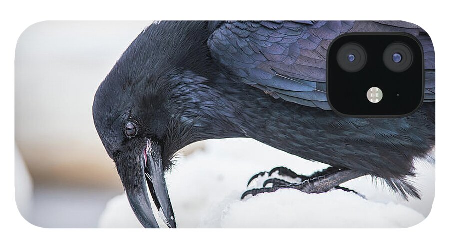 Raven iPhone 12 Case featuring the photograph Raven 2 by David Kirby