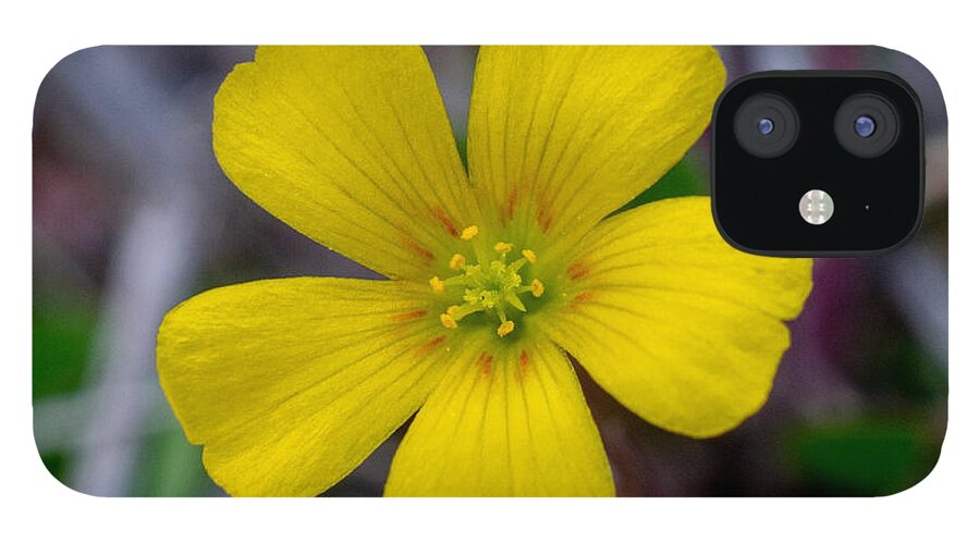 Flower iPhone 12 Case featuring the photograph Ready and Waiting by Ivars Vilums