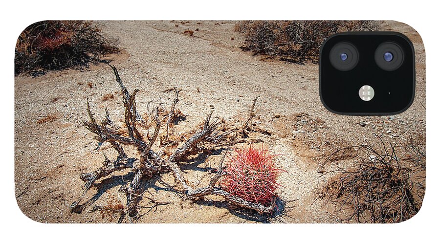 Anza-borrego Desert State Park iPhone 12 Case featuring the photograph Red Barrel Cactus by Mark Duehmig