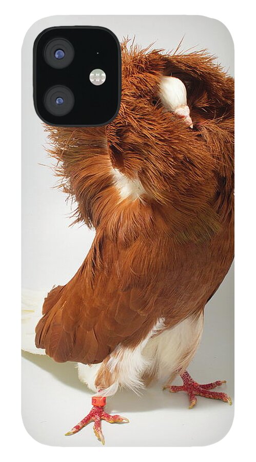 Pigeon iPhone 12 Case featuring the photograph Red Jacobin Pigeon by Nathan Abbott