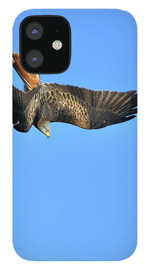 Animal Themes iPhone 12 Case featuring the photograph Red Kite Diving by Paul Earle Photography