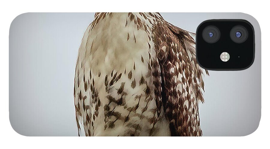 Nature iPhone 12 Case featuring the photograph Red Tailed Hawk by JASawyer Imaging