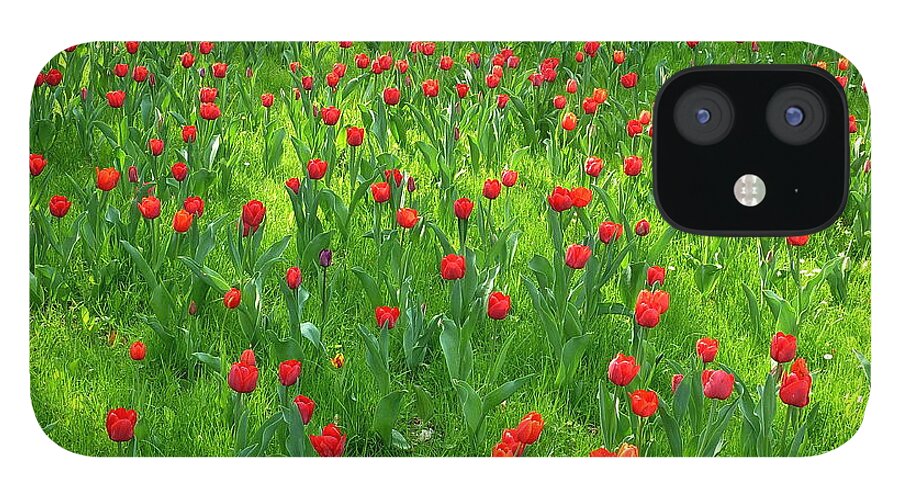 Berlin iPhone 12 Case featuring the photograph Red Tulip Garden by Dieter Palm Berlin