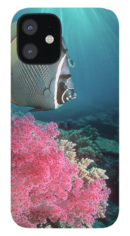 Underwater iPhone 12 Case featuring the photograph Redtail Butterflyfish Chaetodon Collare by Georgette Douwma