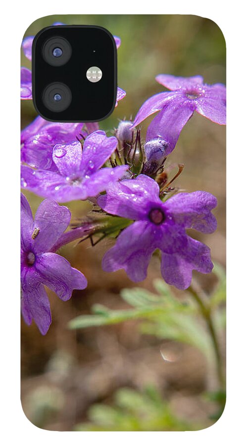 Flower iPhone 12 Case featuring the photograph Resilience by Ivars Vilums