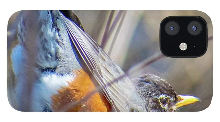 Robin iPhone 12 Case featuring the photograph Rockin Robin by Phil S Addis