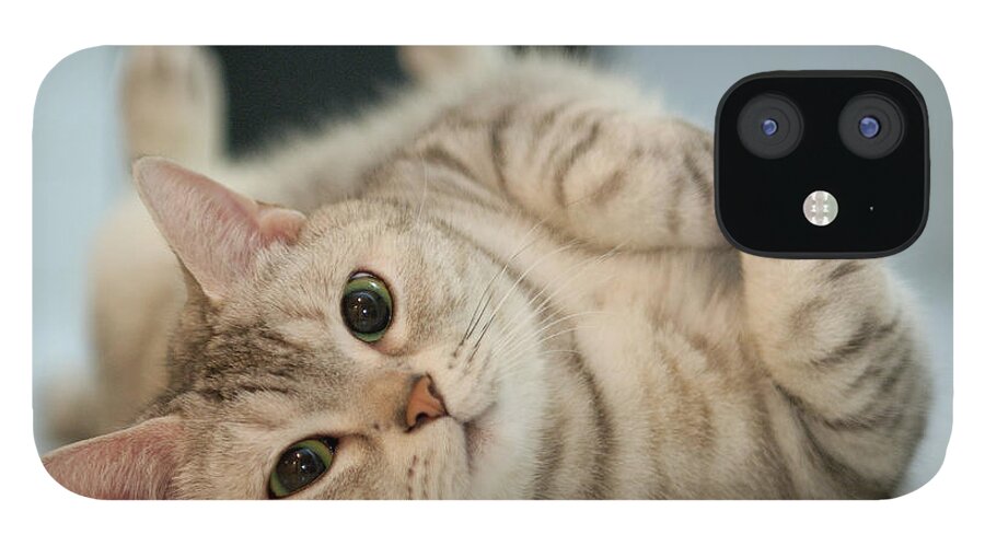 Pets iPhone 12 Case featuring the photograph Rolling In The Kitchen by © Kin Ming Ho