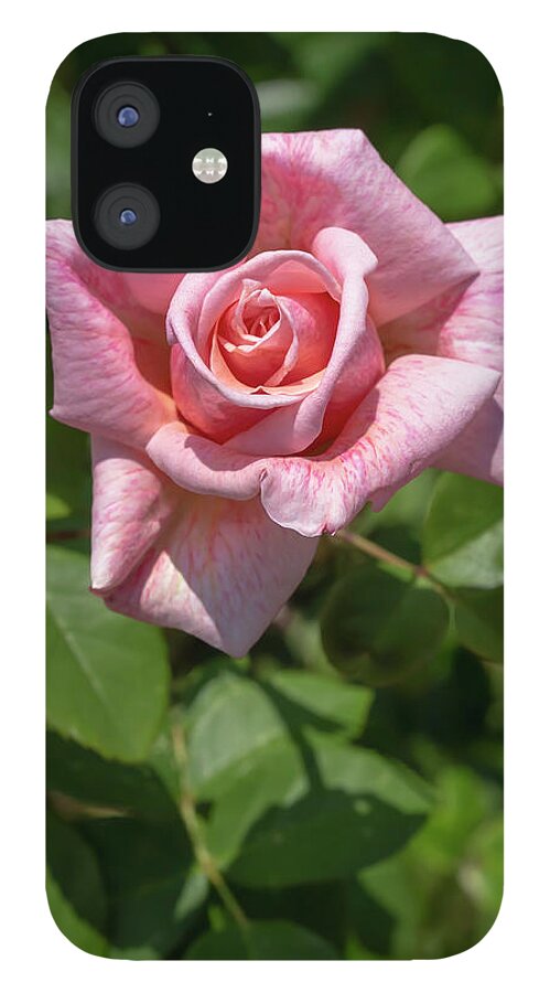 Rose iPhone 12 Case featuring the photograph Rosa Freckles by Dawn Cavalieri