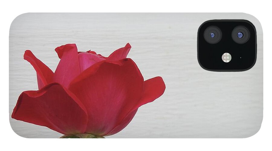 Rose iPhone 12 Case featuring the photograph Rose Haven by Kathy Ozzard Chism