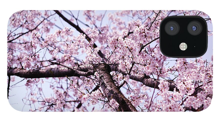 Outdoors iPhone 12 Case featuring the photograph Sakura Sky by Hidehiro Kigawa