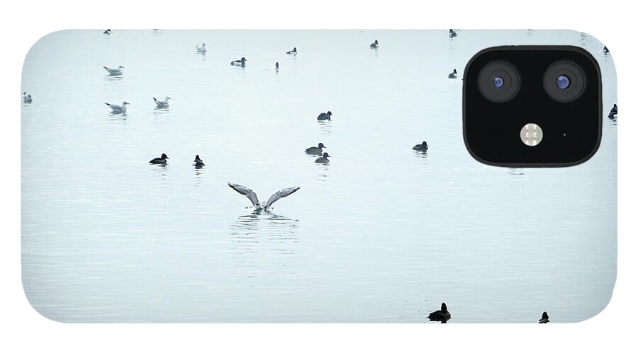 Animal Themes iPhone 12 Case featuring the photograph Seagulls And Ducks At Lake Constance by Rolfo