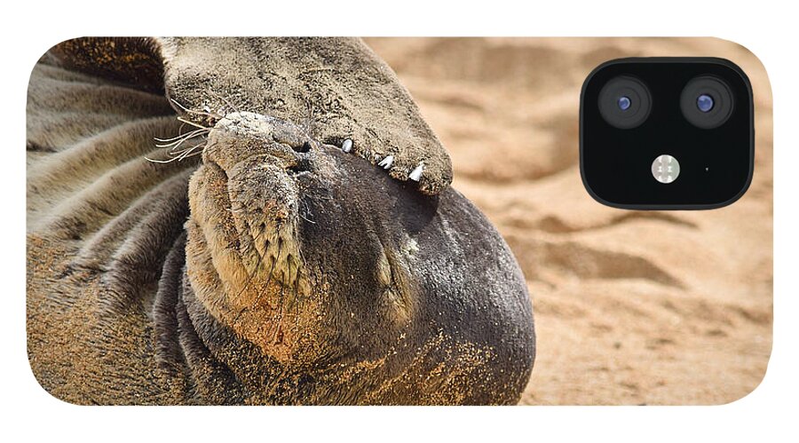 Hawaiian Monk Seal iPhone 12 Case featuring the photograph Shady Seal Hawaiian Monk Seal by Debra Banks