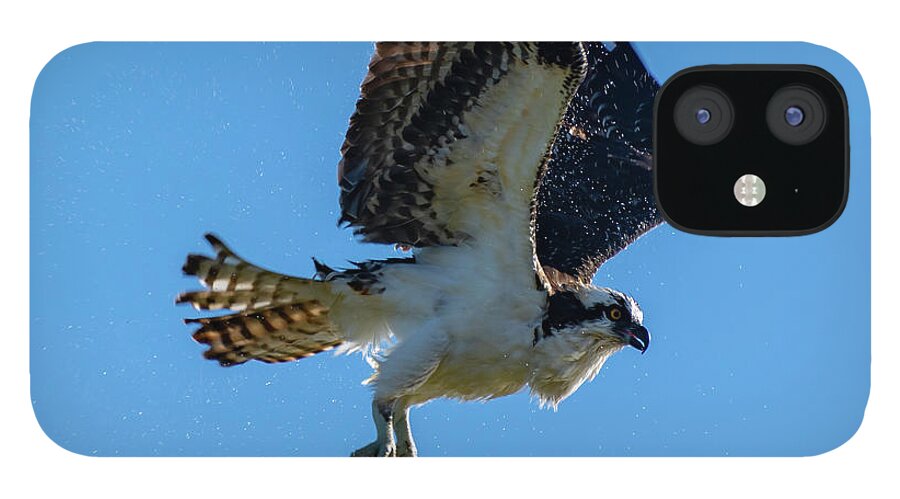Osprey iPhone 12 Case featuring the photograph Shake it Off 7 by Douglas Killourie