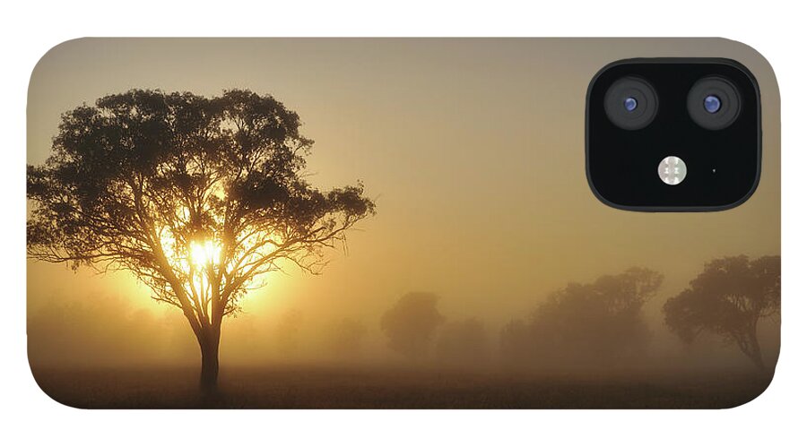 Sequoia Tree iPhone 12 Case featuring the photograph Silhouette Of Australia Landscape Tree by Keiichihiki