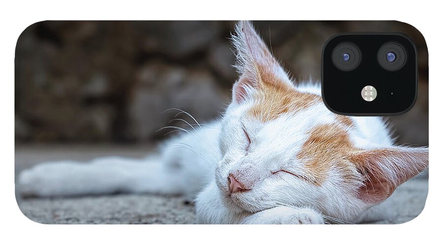 Animal iPhone 12 Case featuring the photograph Sleeping Kitty by Rick Deacon