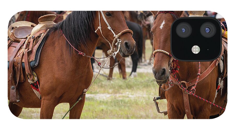 Horses iPhone 12 Case featuring the photograph So, Nu by Barry Weiss