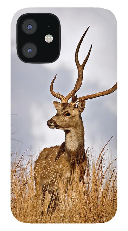 Ranthambore National Park iPhone 12 Case featuring the photograph Spotted Deer In Ranthambhore by Aditya Singh