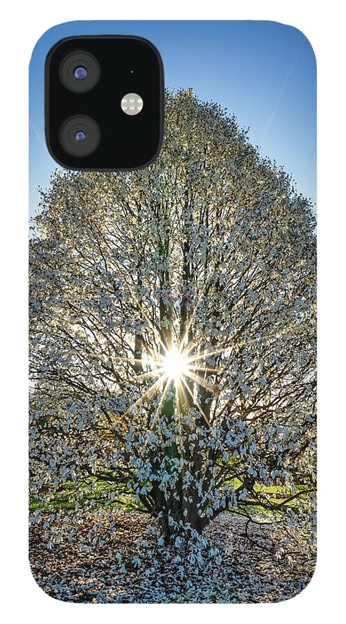 Tree iPhone 12 Case featuring the photograph Spring by Brad Bellisle