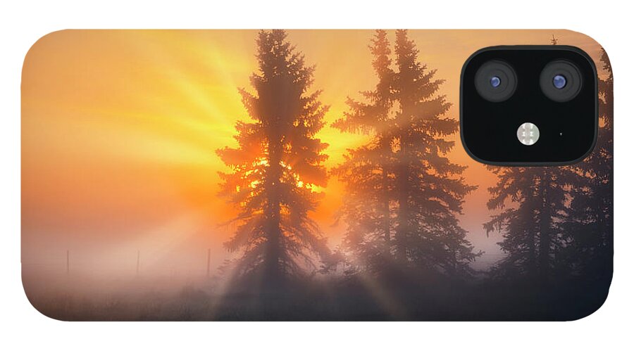 Spruce Trees iPhone 12 Case featuring the photograph Spruce Trees in the Morning by Dan Jurak
