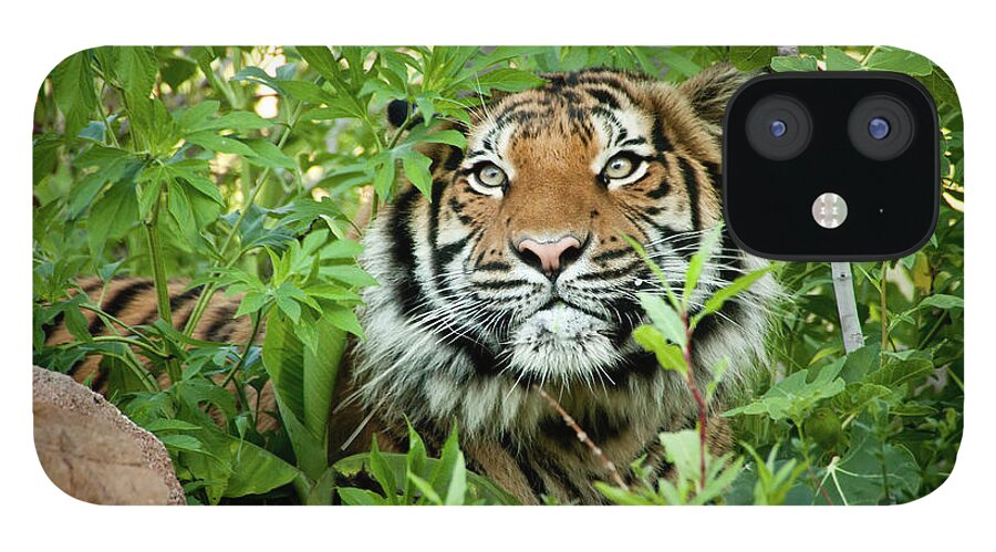 Black Color iPhone 12 Case featuring the photograph Stalking Malayan Tiger Peers Through by Ricardoreitmeyer