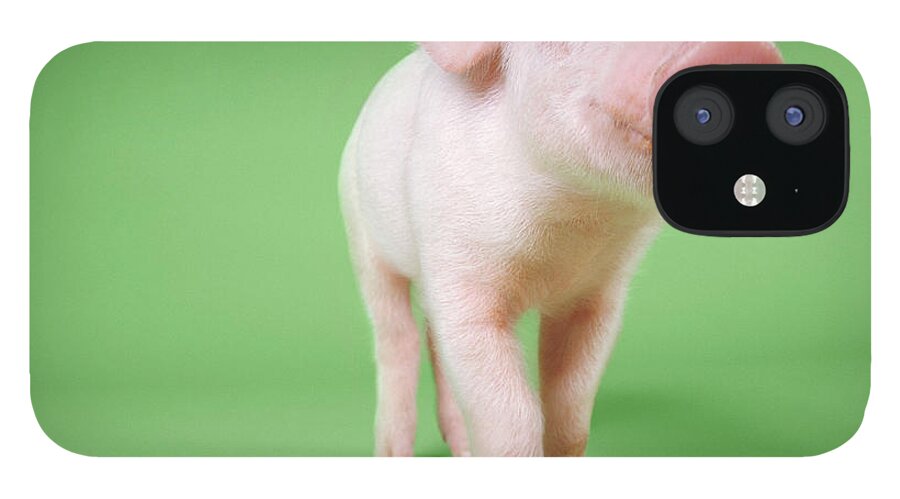 Pig iPhone 12 Case featuring the photograph Studio Cut Out Of A Piglet Standing by Digital Vision.