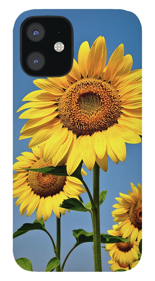 Andhra Pradesh iPhone 12 Case featuring the photograph Sunflower by Praveen P.n