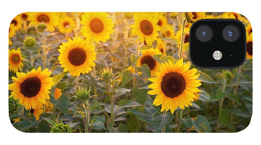 Flower iPhone 12 Case featuring the photograph Sunflowers field by Top Wallpapers