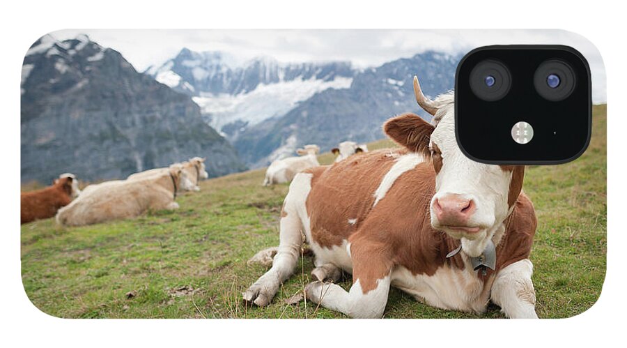 Horned iPhone 12 Case featuring the photograph Swiss Alps Cow by Patrick Shyu