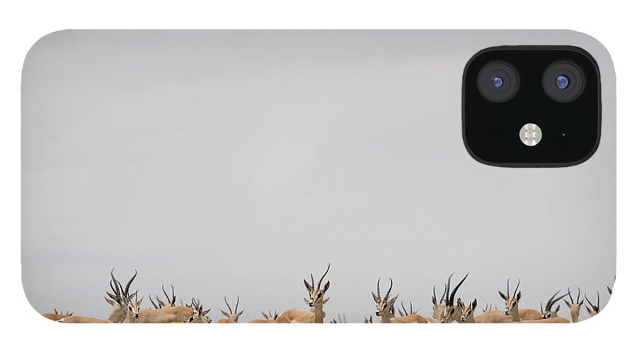 Tanzania iPhone 12 Case featuring the photograph Tanzania,serengeti Nat. Park,thomsons by Paul Souders