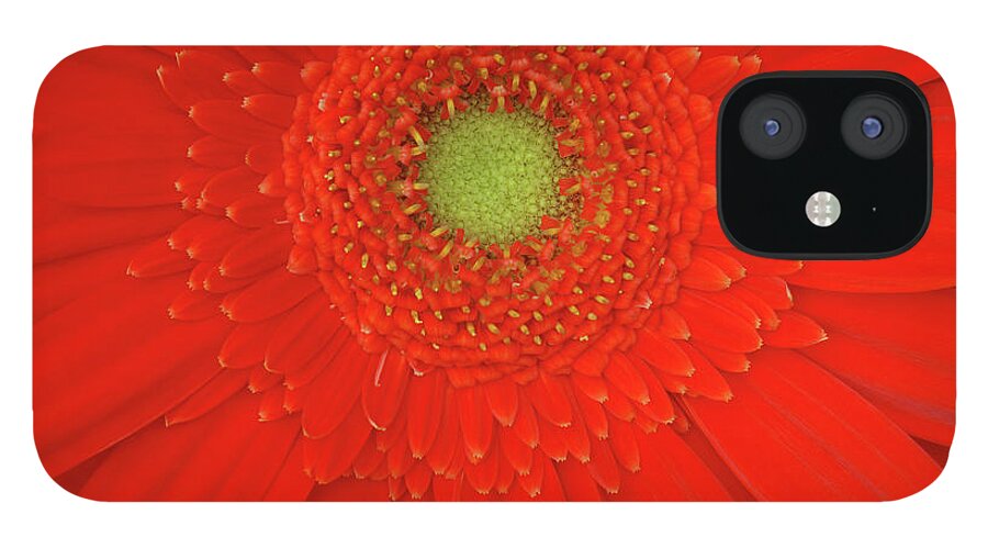 Haslemere iPhone 12 Case featuring the photograph The Centre Of An Orange Gerbera Flower by Rosemary Calvert