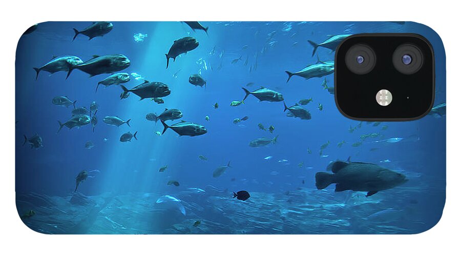 Photographs iPhone 12 Case featuring the photograph Fish Tank by Felix Lai