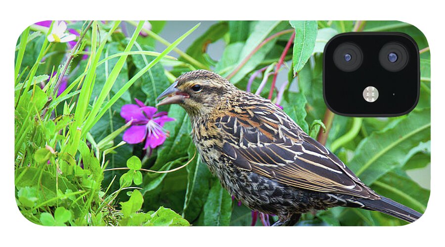 Agelaius Phoeniceus iPhone 12 Case featuring the photograph The Red-winged Blackbird Is A Passerine by Richard Wright