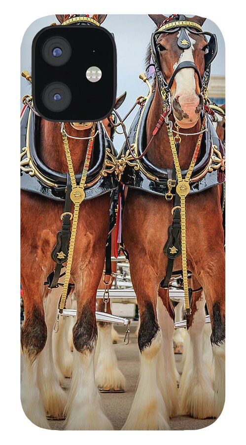 Budweiserclydesdales iPhone 12 Case featuring the photograph This Buds For You by JASawyer Imaging