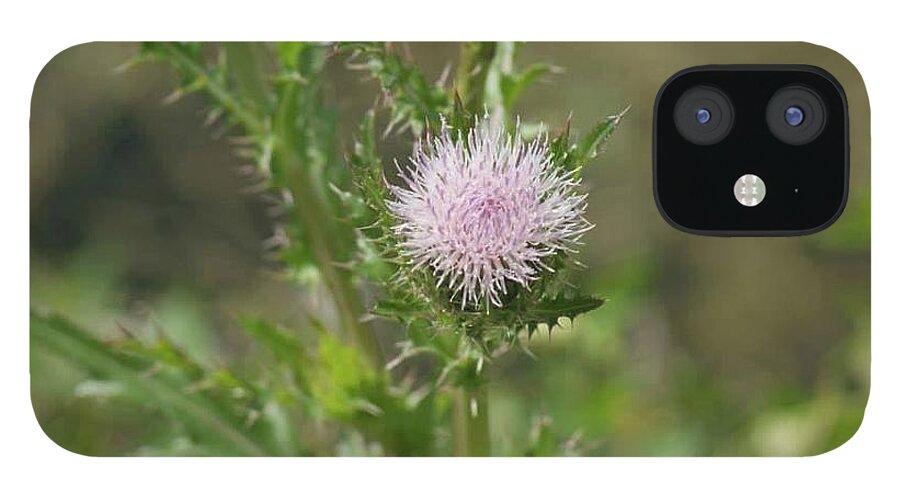 Florida iPhone 12 Case featuring the photograph Thistle Flower by Lindsey Floyd