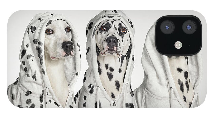 Pets iPhone 12 Case featuring the photograph Three Dalmations Wearing Hoodies by Gandee Vasan