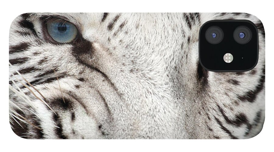 Vertebrate iPhone 12 Case featuring the photograph Tiger Snarl by Stephdk70