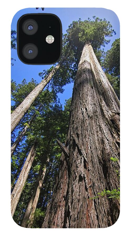 Redwood iPhone 12 Case featuring the photograph Towering Redwoods by Paul Rebmann