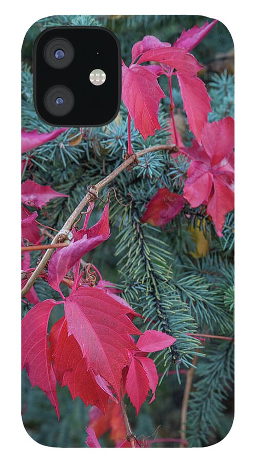 Fall Colors iPhone 12 Case featuring the photograph Tri-Colored by Aaron Burrows