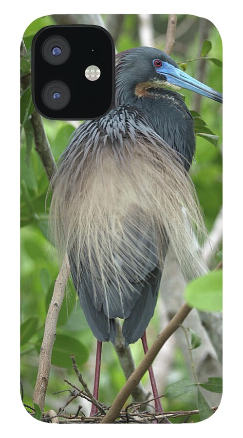 Tricolored Heron Nz17 1 iPhone 12 Case featuring the photograph Tricolored Heron Nz17 1 by Robert Michaud