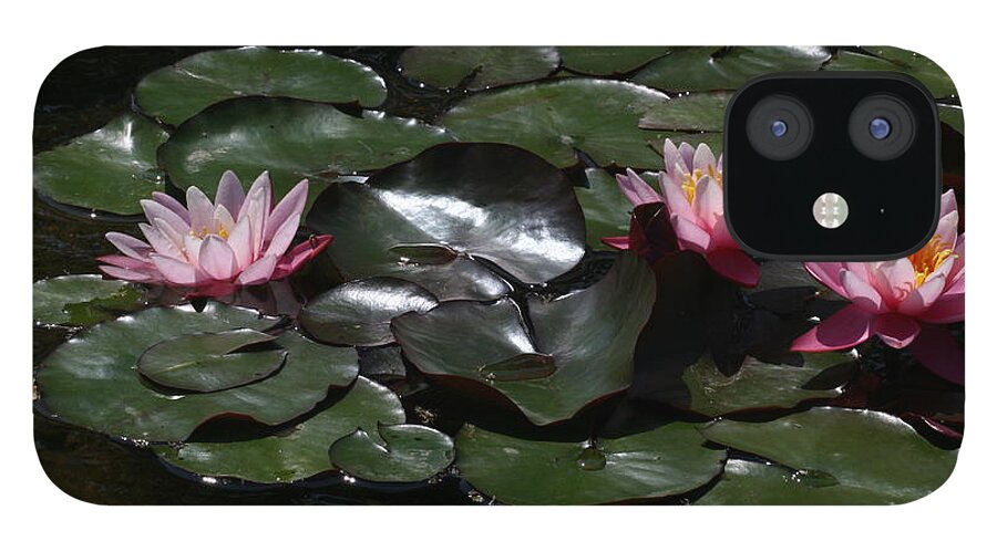 Water Lilies iPhone 12 Case featuring the photograph Trinity 2 by Doug Norkum