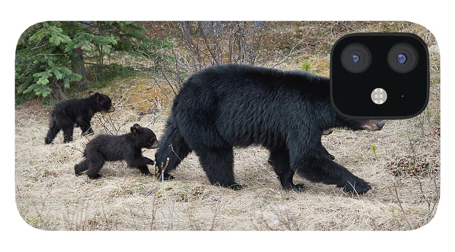 Following iPhone 12 Case featuring the photograph Two Black Bear Cubs Following Their by Keith Levit / Design Pics