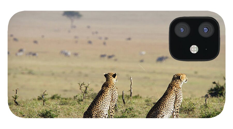 Kenya iPhone 12 Case featuring the photograph Two Cheetah Watching Animals, Masai by Angelika