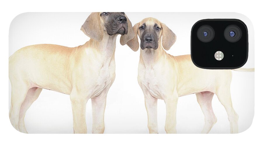 Pets iPhone 12 Case featuring the photograph Two Great Danes by Studio 504