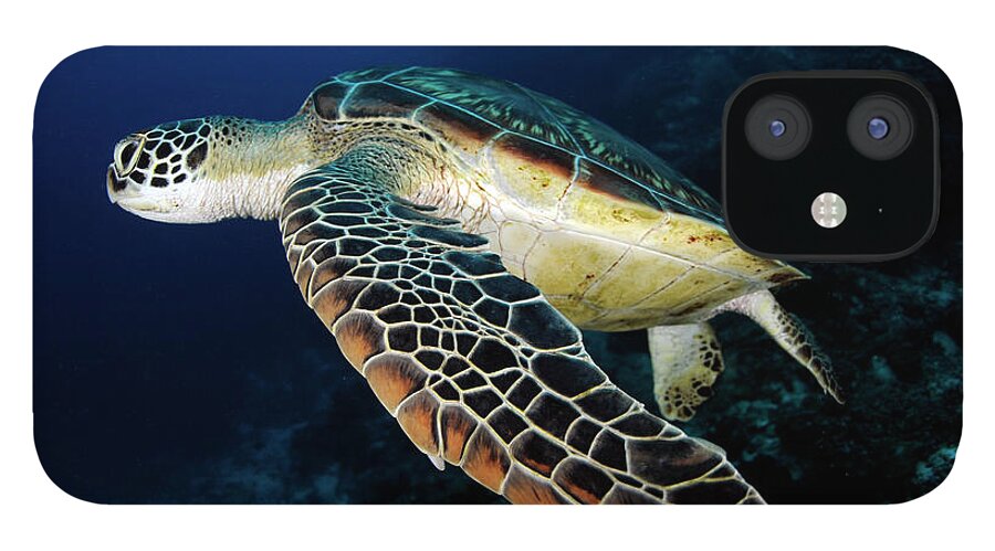 Underwater iPhone 12 Case featuring the photograph Underwater Turtle Swimming by Extreme-photographer