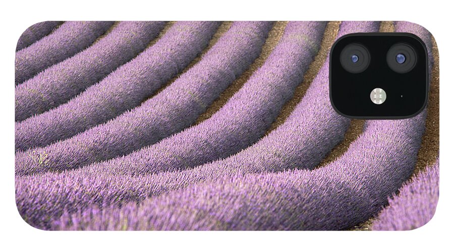 In A Row iPhone 12 Case featuring the photograph View Of Cultivated Lavender Field by Michele Berti