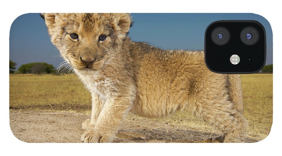 Tranquility iPhone 12 Case featuring the photograph View Of Young Lion Cub Panthera Leo by Heinrich Van Den Berg