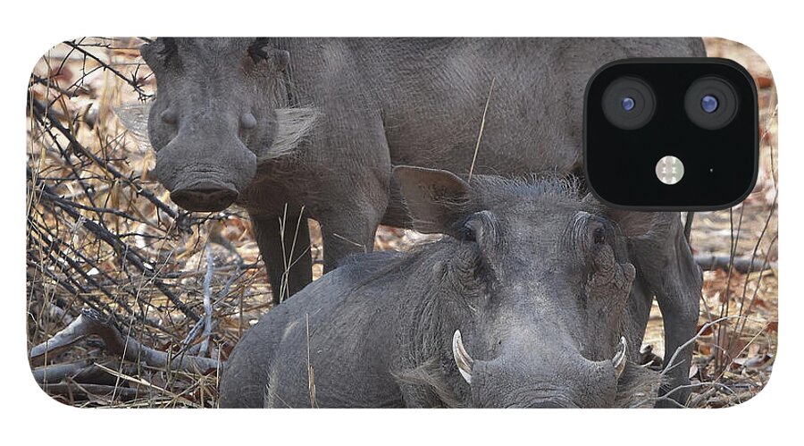 Warthog iPhone 12 Case featuring the photograph Wart Hog Pair by Ben Foster