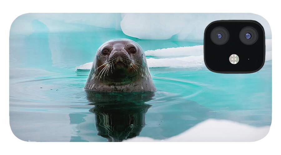 Standing Water iPhone 12 Case featuring the photograph Weddell Seal Looking Up Out Of The by Mint Images/ Art Wolfe