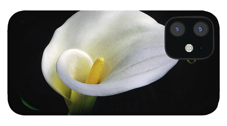 Photography iPhone 12 Case featuring the photograph White Calla Lily, Zantedeschia by Diane Miller
